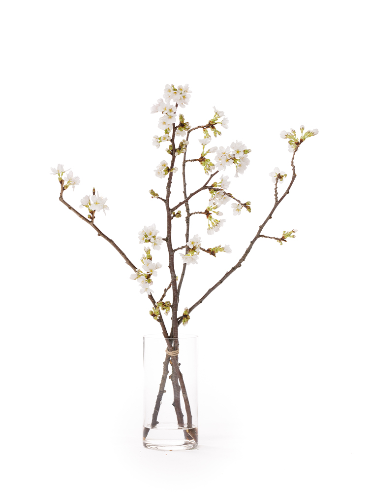 生花】桜 (吉野)【薄ピンク/70cm/山形県】｜Flower Smith Market