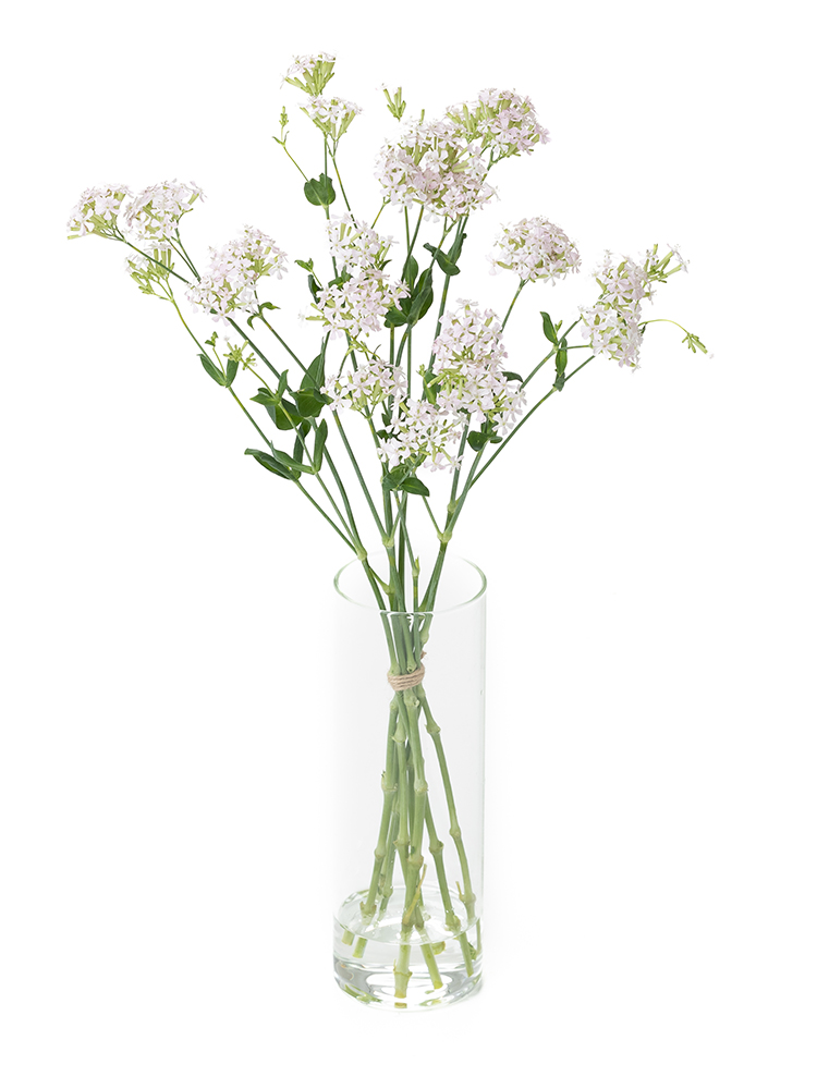 生花】シレネ サクラコマチ【白/50cm/愛知県】｜Flower Smith Market