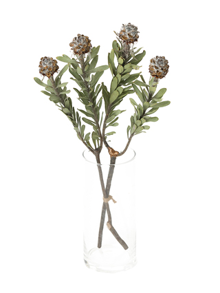 ドライ】リューカデンドロン ビューベセンス【黒/60cm】｜Flower Smith