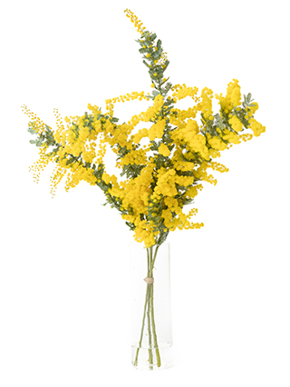生花】ミモザ(アカシア)【黄/60-70cm/静岡県】｜Flower Smith Market