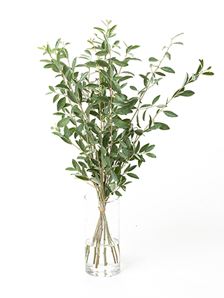 生花】オリーブ ロシアンオリーブ【緑/60cm/茨城県】｜Flower Smith