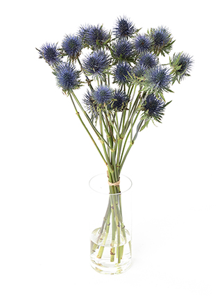 生花】エリンジュームの品種（種類）一覧｜Flower Smith Market