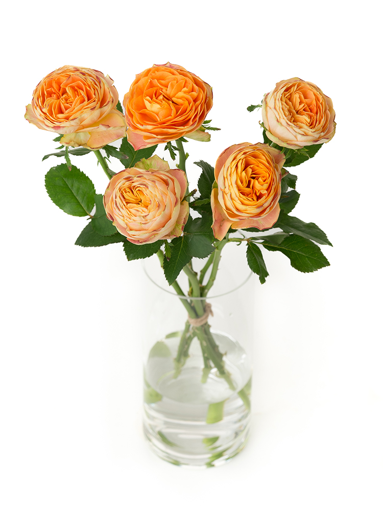 生花】バラ(ロゼット咲き)オレンジ 品種おまかせ【50cm/山形県