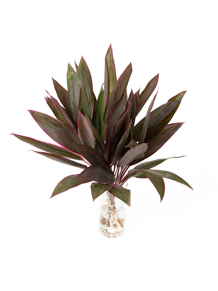 生花】ドラセナ コーディラインレッド【緑/70cm/マレーシア】｜Flower