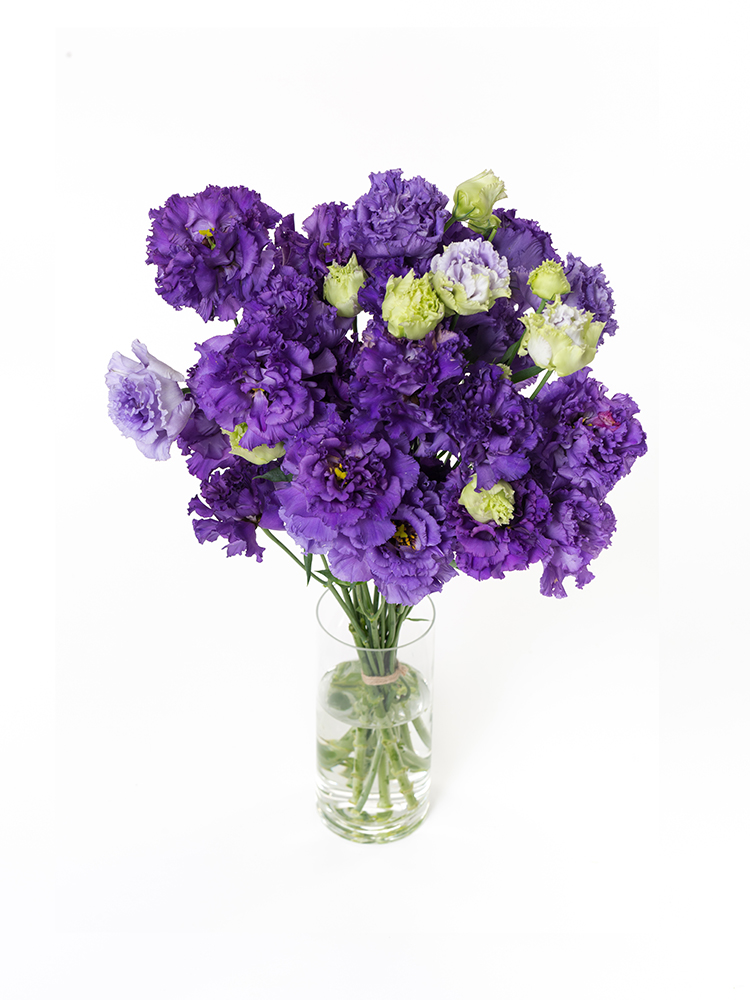 生花】トルコキキョウ ボヤージュブルー2【紫/70cm/福島県】｜Flower