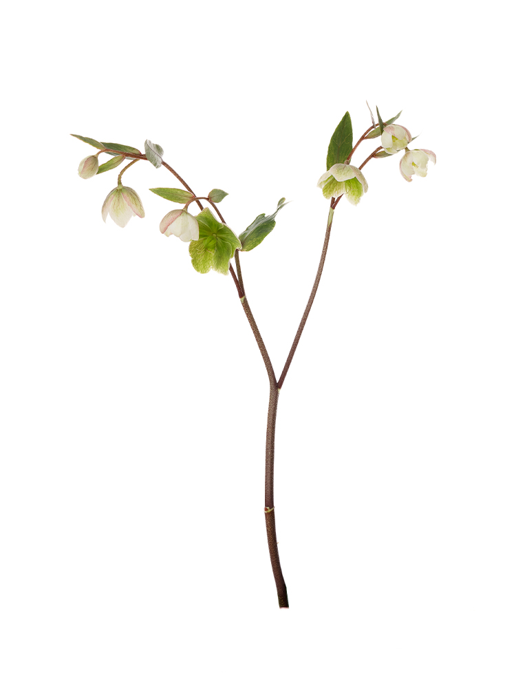 生花】クリスマスローズ マグニフィシェントベル【黄緑/25-35cm/長野県