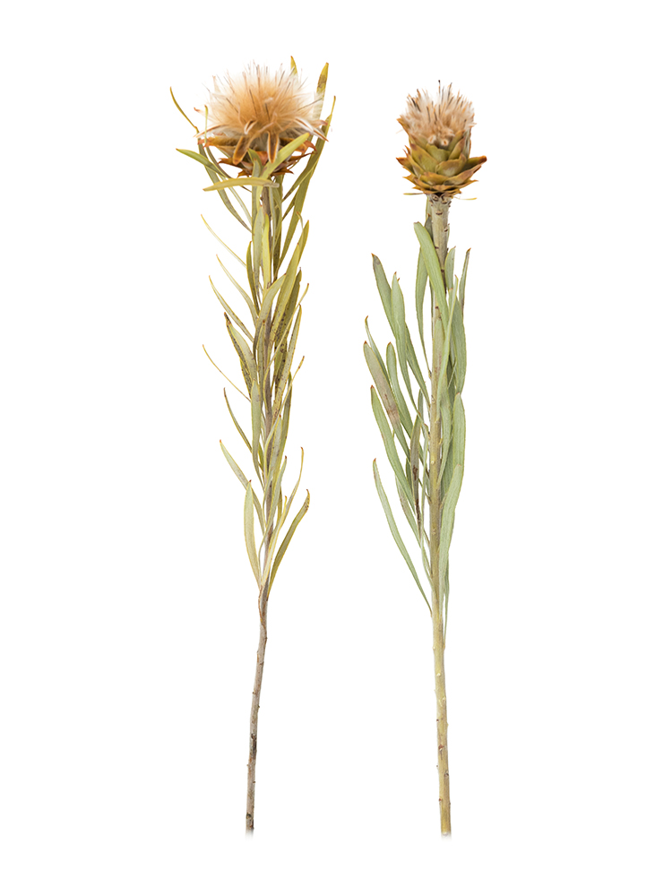 ドライ】リューカデンドロン プルモサス【茶/50cm】｜Flower Smith