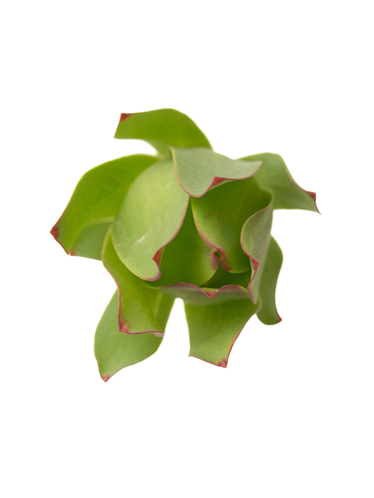 生花】リューカデンドロン マウンテンローズ【緑/60cm/南アフリカ