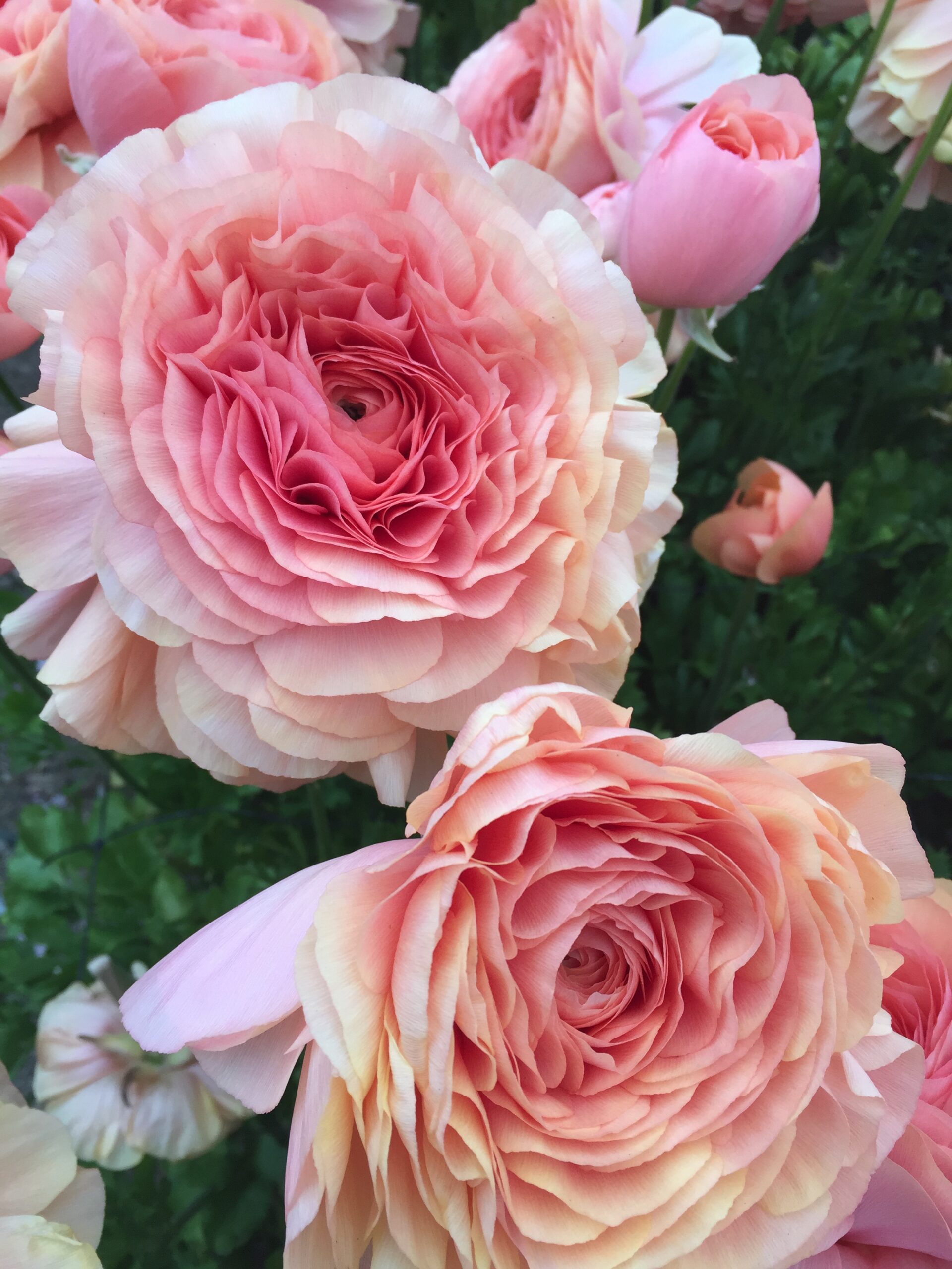 ラナンキュラス グランパステル | FLORE21