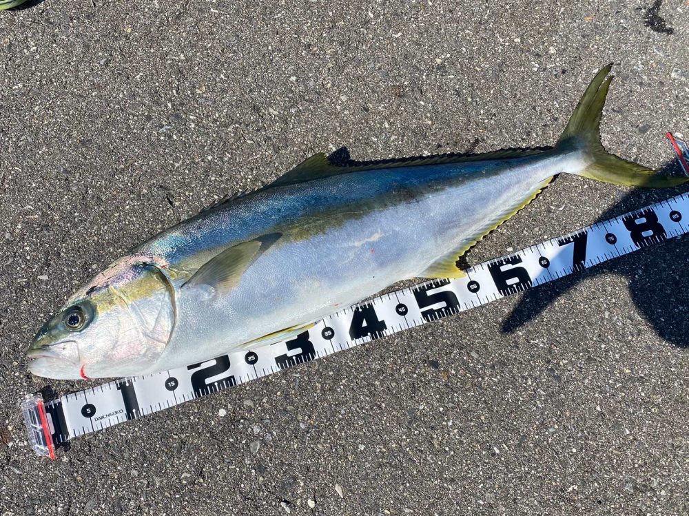 インプレ】タイラバロッド 紅牙X 69MB-S ＆ 69MHB-S ｜初心者おすすめ！