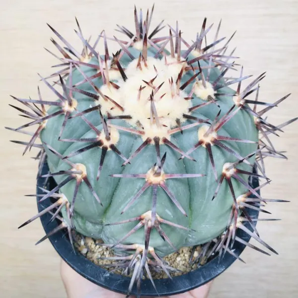 太平丸 雷帝 サボテン エキノカクタス Echinocactus horizonthalonius