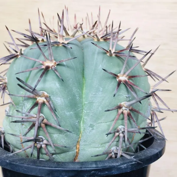 太平丸 雷帝 サボテン エキノカクタス Echinocactus horizonthalonius
