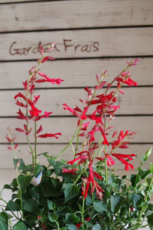 サルビア『ローマンレッド』 花苗通販 Garden Frais