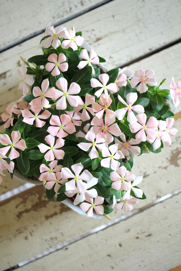 ニチニチソウ（ビンカ）『さくらミルク』 ジャンクガーデン 寄せ植え