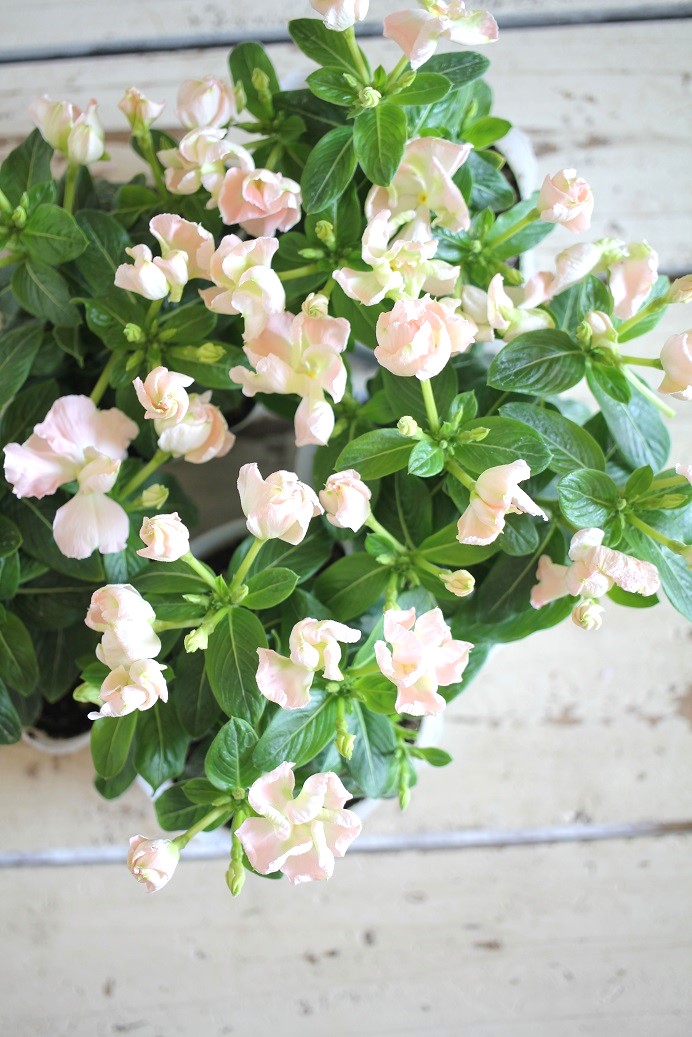 ニチニチソウ『つぼみ咲メルモ』 ジャンクガーデン 寄せ植え 花苗通販