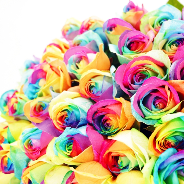 レインボーローズってどんな花？】美しい虹色が素敵な奇跡の花