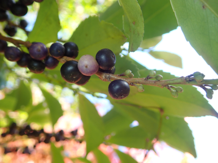 ヒサカキ | フィールド日記 | 不二聖心女子学院 中学校・高等学校