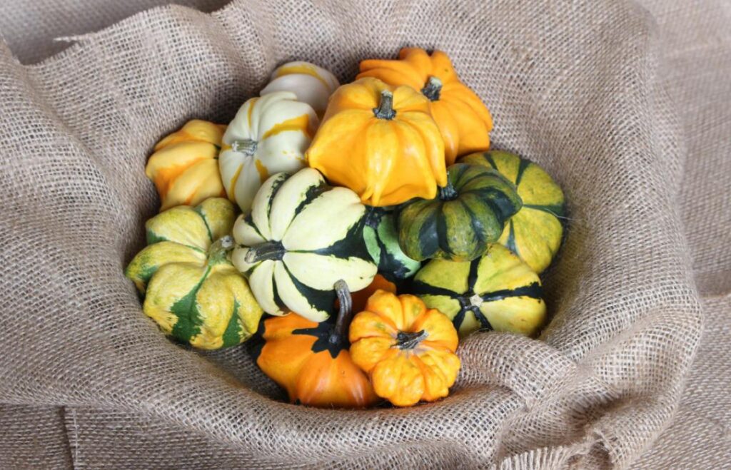 かぼちゃ（おもちゃかぼちゃ） - 福花園種苗株式会社