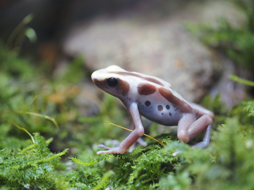カエル王国静岡！念願のKawazooへ｜カエルスポット - 福井かえる道。