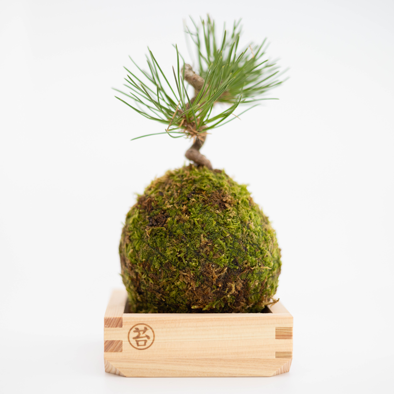 ジャノ芽松盆栽です。超珍品。黒松、赤松、真ぱく、樹齢約50年