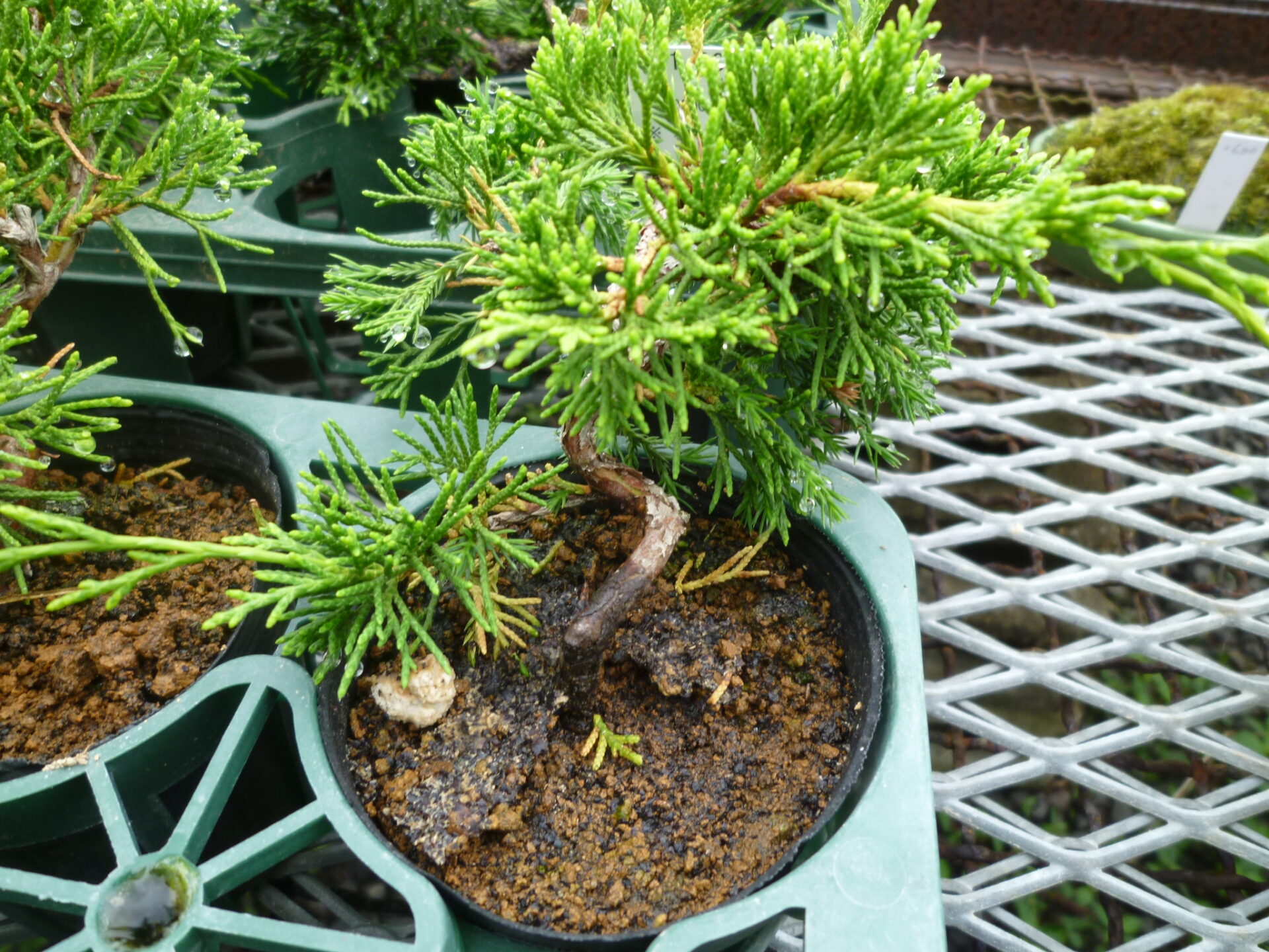 糸魚川真柏 | 福島植物園｜小売｜卸売｜ガーデニング｜草花｜盆栽