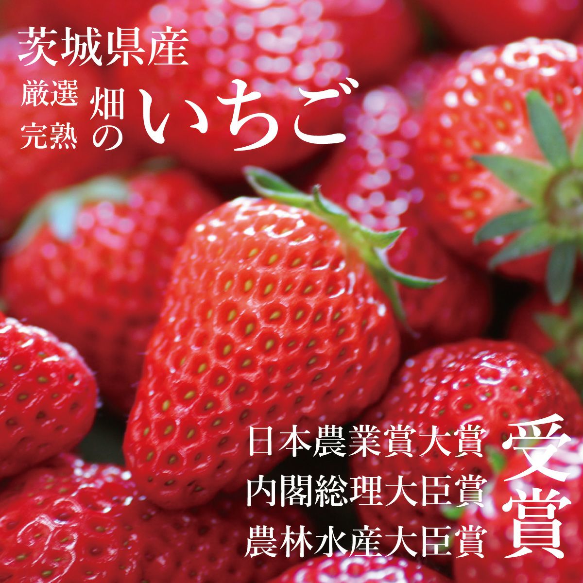 いちご ラブソング（紅ほっぺ）プレミアムパック 2Lサイズ×4パック