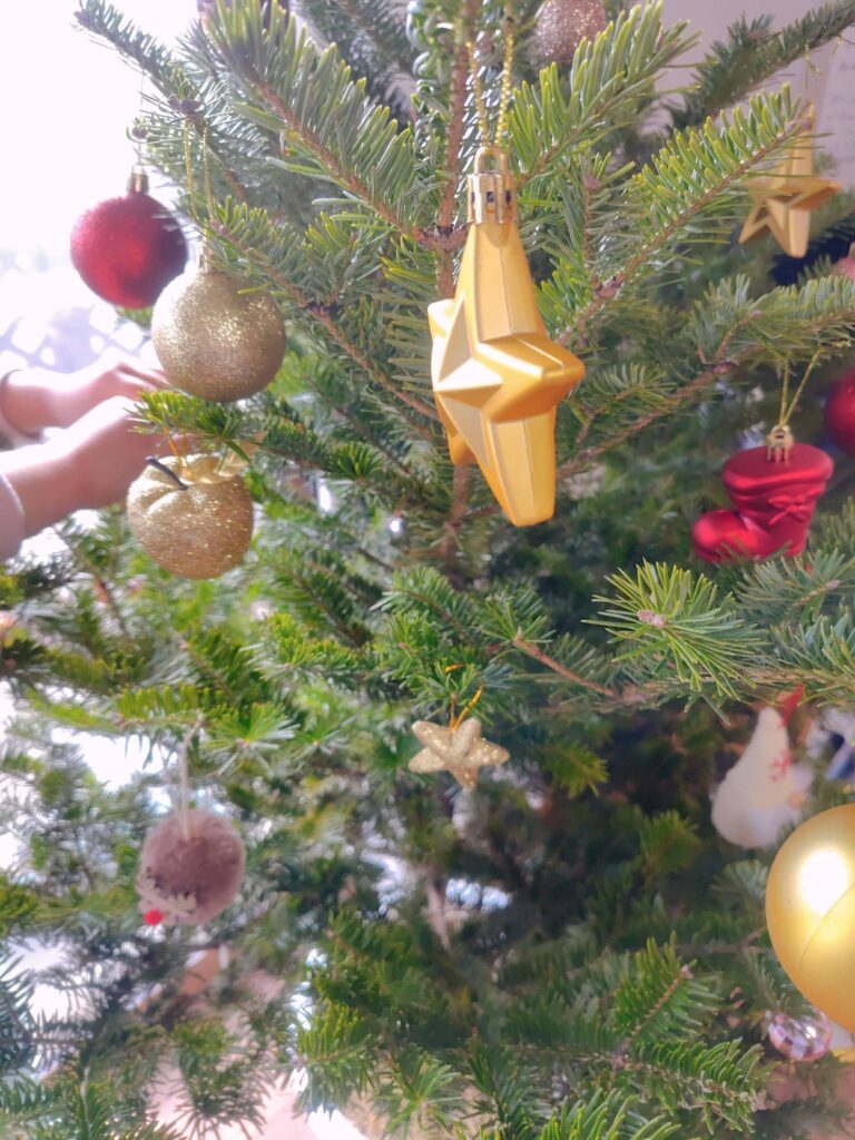 IKEA生モミの木売切れのため、モミの木の鉢植えをお迎え | フルイク