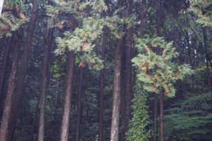 能登ヒバとは？特徴や効果、活用事例を紹介｜能登ヒバ販売ならフルタニ