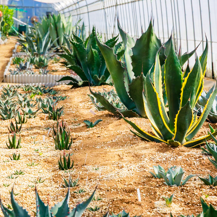 鹿嶋市産 実生アガベ・オテロイ オリジナル鉢付き（3～3.5号鉢サイズ