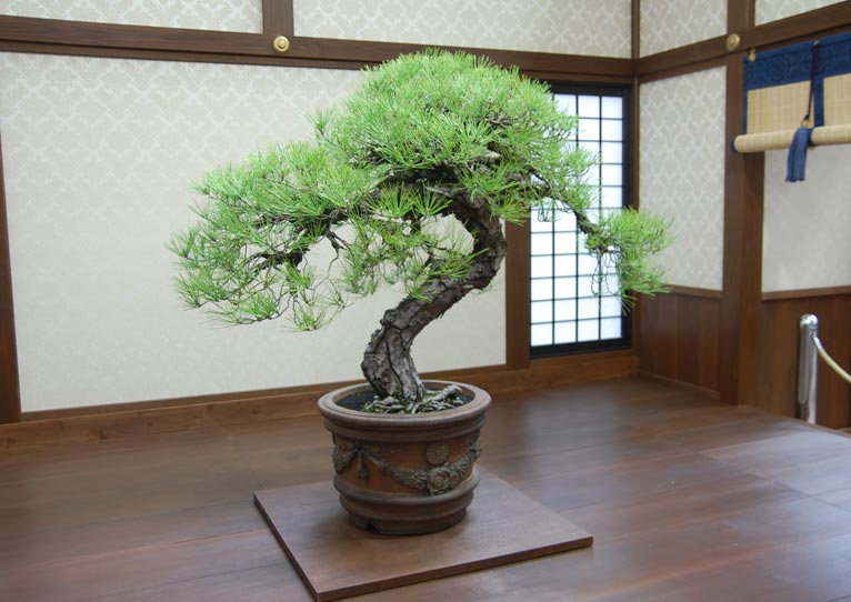 第8回世界盆栽大会inさいたま「日本の盆栽水石至宝展」に行ってきまし