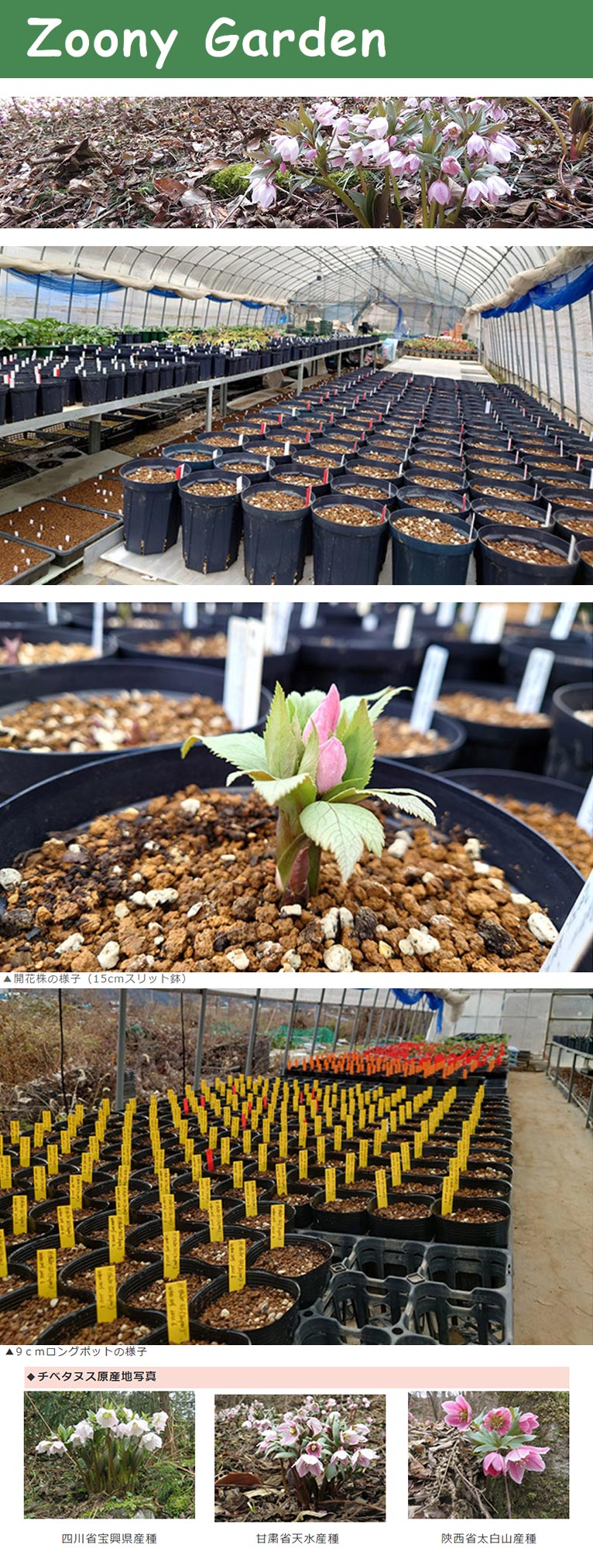 終了】チベタヌス実生苗を注文受付中！Zoony Garden ズーニィ