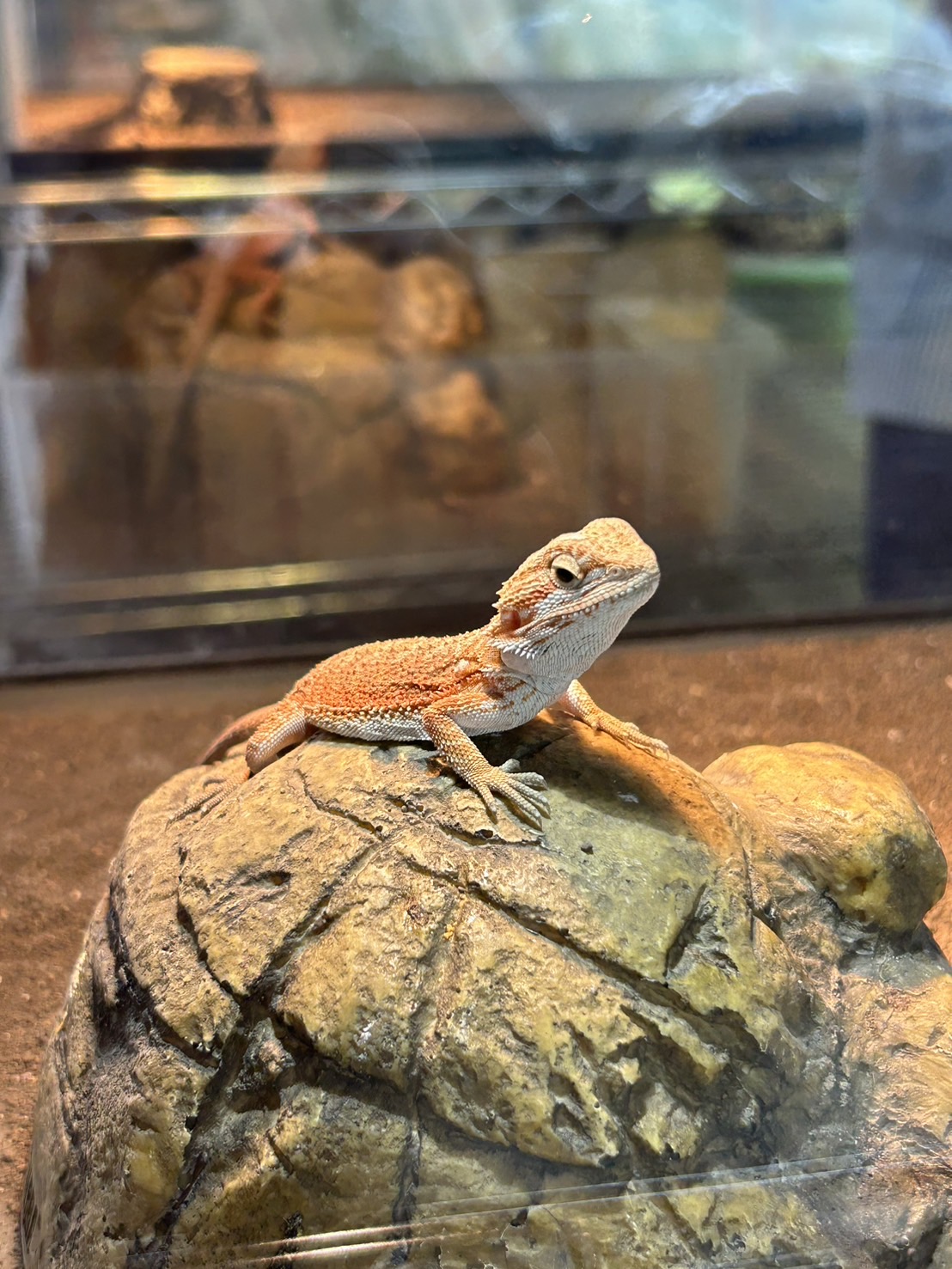 ROCKSTAR GALLERY / フトアゴヒゲトカゲ オレンジハイポ