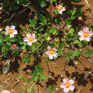 マルバストラム 新・花と緑の詳しい図鑑