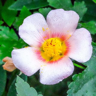 マルバストラム 新・花と緑の詳しい図鑑