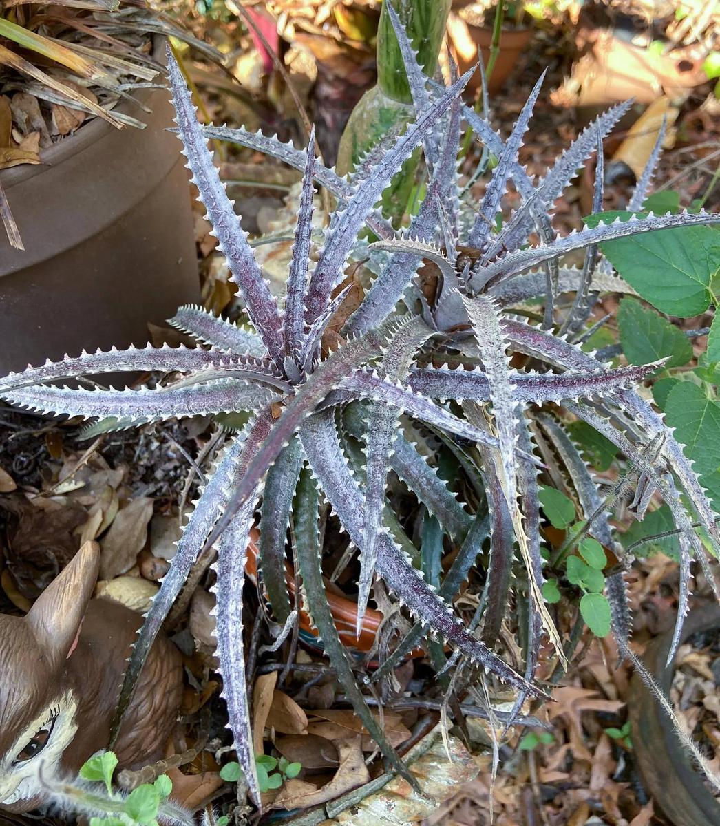 Dyckia 'Arizona' - Garden.org