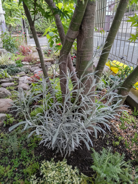 ヘリクリサム シルバースノーの栽培日記 - たまたまガーデニング？