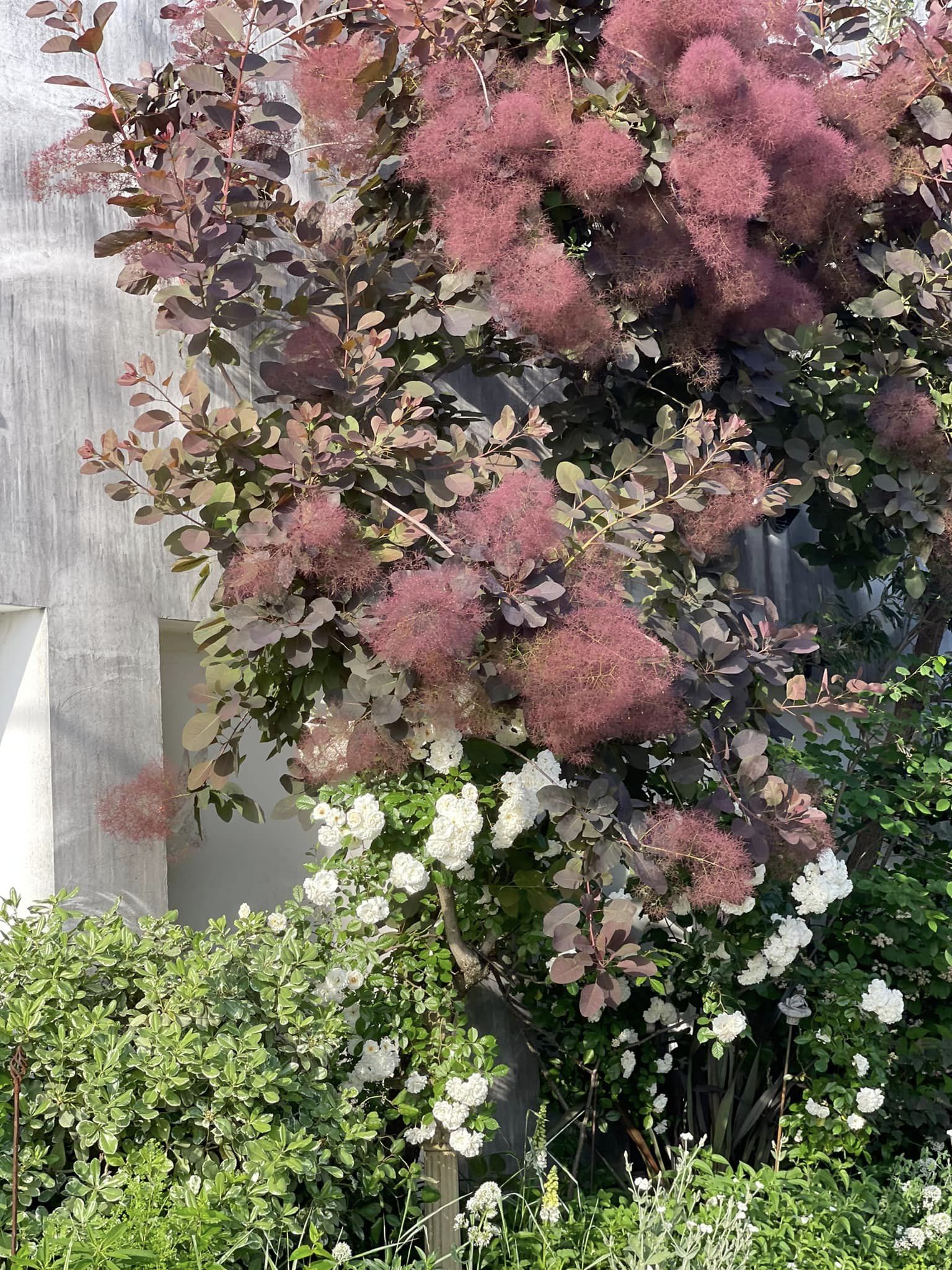 プロスペリティとスモークツリー - GARDENS（ガーデンズ） | 香川県