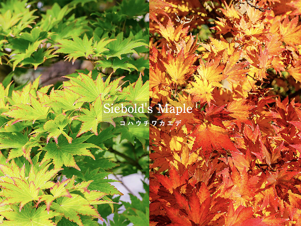 小さな庭でも育てやすい！ 華奢でモダンな庭木コハウチワカエデの剪定