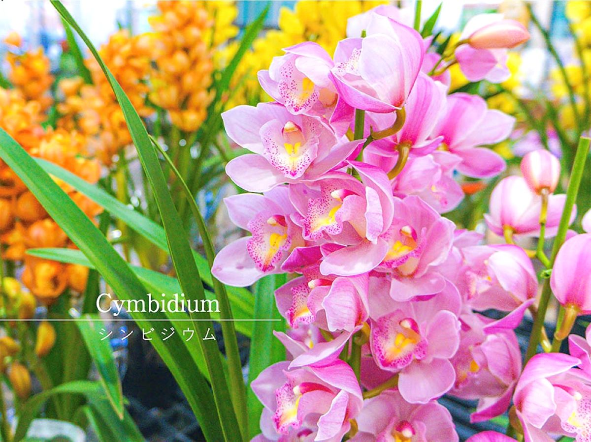 洋ランなのに寒さに強い？ 初心者でも「2カ月咲かせ続ける