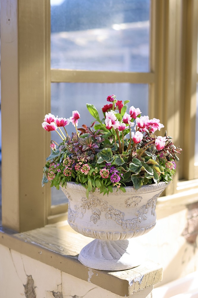 新年の贈り物にぴったりの華やかなシクラメンの寄せ植え | GardenStory