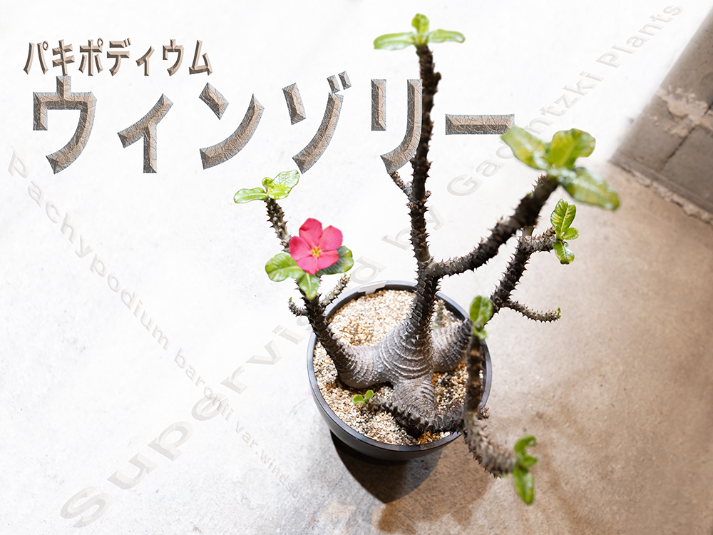 パキポディウム・ウィンゾリーは赤花が咲く塊根！ 注目の園芸家が育て