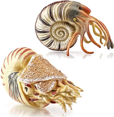 Qoo10] フィギュア アンモナイト オウムガイ 貝 : ホビー・コスプレ