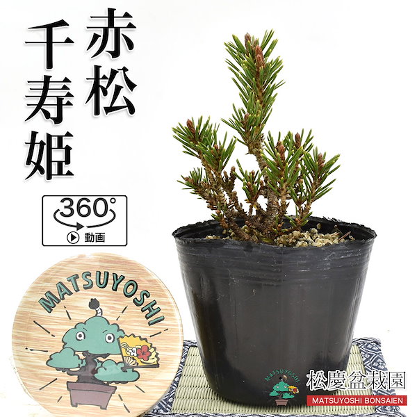 盆栽 小品盆栽 錦松 夢錦-1 【公式通販】 盆栽 小品盆栽 錦松(夢