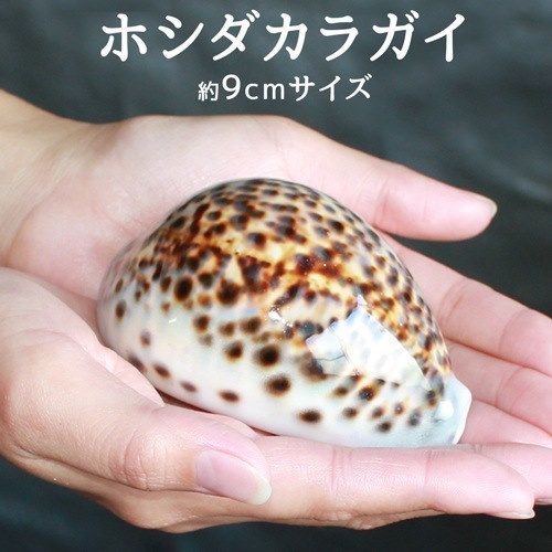 Qoo10] 9cm お守り 貝 ホシダカラ ホシタカ