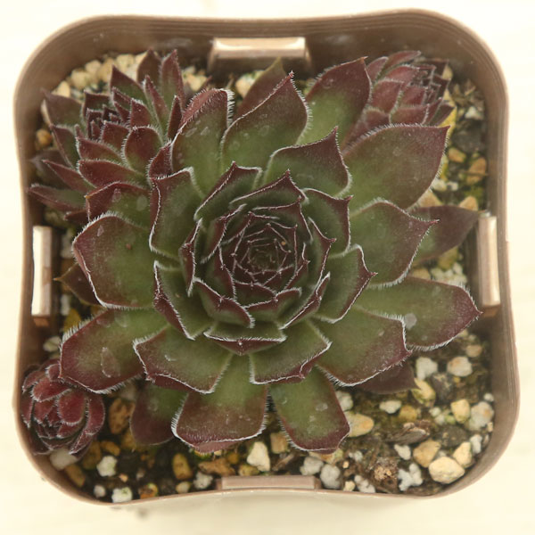 多肉植物 センペルビウム ダイナモ 2.5寸苗 S6005 - ハニーミント本店