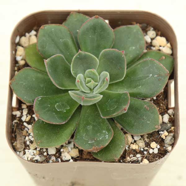 ◇多肉植物 エケベリア ジョアンダニエル 2.5寸苗 - ハニーミント本店