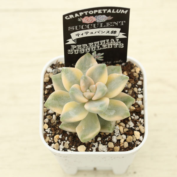 多肉植物 グラプトペタルム ティテュバンス錦 2.5寸苗 D5029 - ハニー