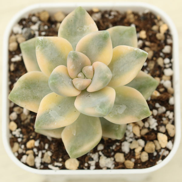 多肉植物 グラプトペタルム ティテュバンス錦 2.5寸苗 D5029 - ハニー