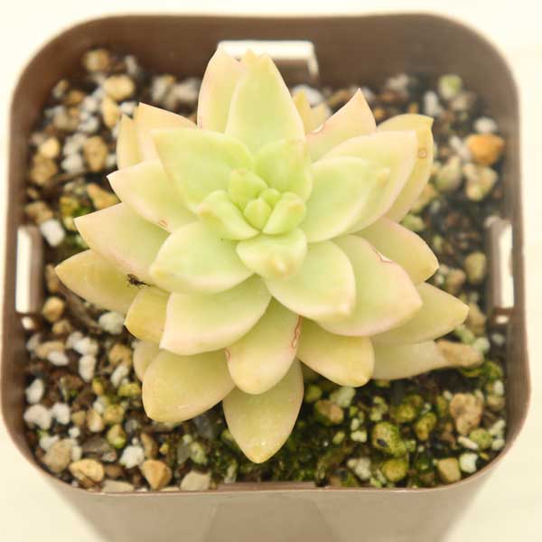 多肉植物 セダム 黄麗錦（オウレイ錦、月の王子錦） 2.5寸苗 J1009