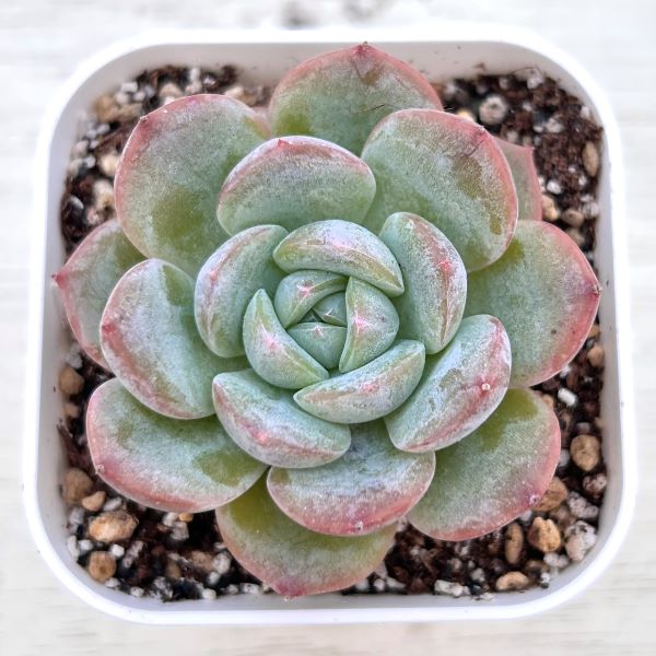 ○多肉植物 エケベリア ドリームシャドウ 2.5寸苗 C5011 - ハニー